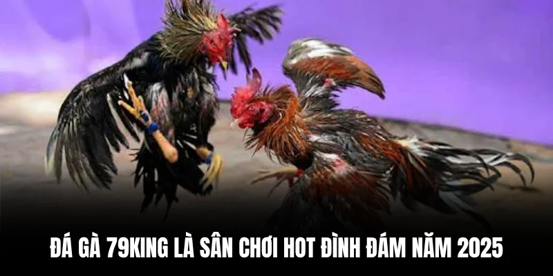 Đá gà 79king là sân chơi hot đình đám năm 2025.