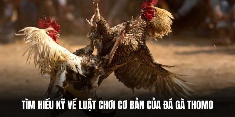 Luật chơi đá gà Thomo.